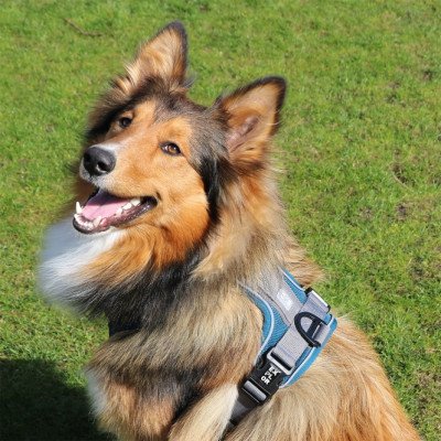 Duvoplus EXPLOR Ultimate Fit No-Pull-Geschirr - petrol blue