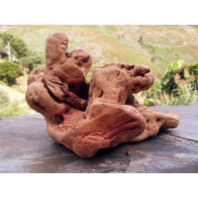 Torgas Kauwurzel - XS