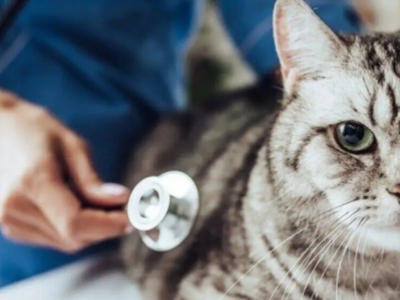 Kastration bei Katze und Kater