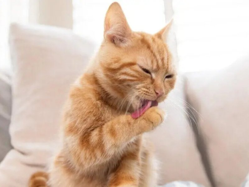 Kitten-Pflege – wann & wo anfangen?