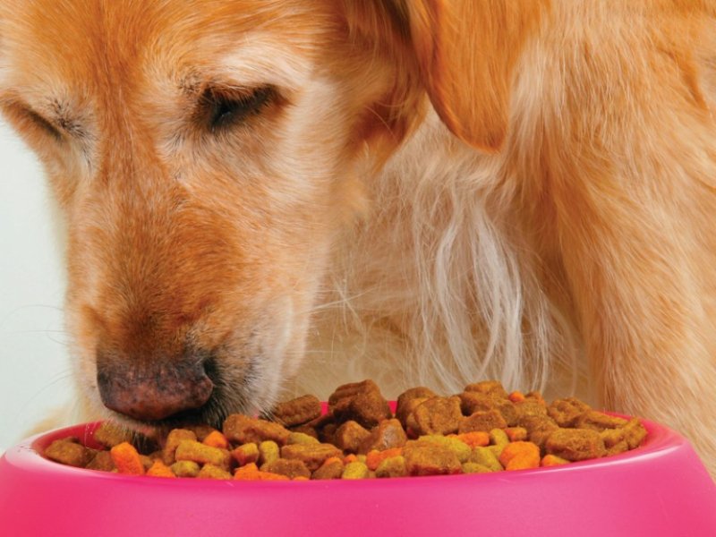 Alte Hunde richtig füttern