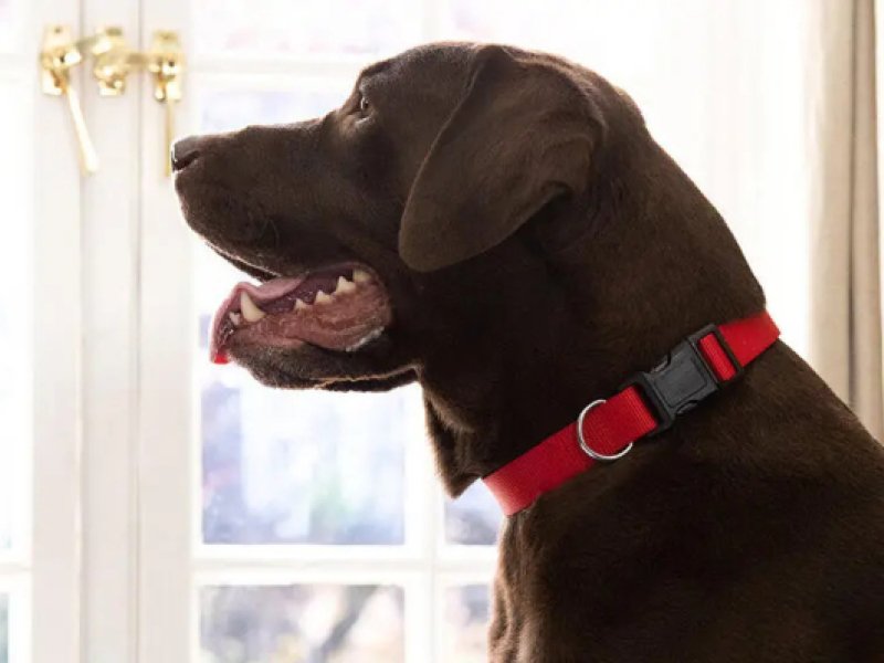 Bauchspeicheldrüsenentzündung beim Hund (Pankreatitis)