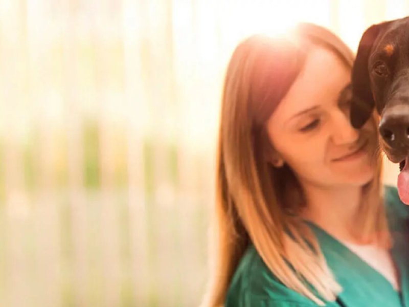 Einen Hund einschläfern: Alles über die Euthanasie