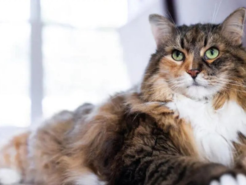 22 witzige Fakten über Katzen, die jeder Katzenliebhaber kennen sollte