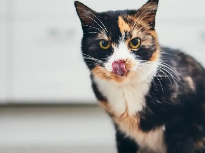 Kitten hat Durchfall